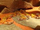 Leopardgeckos Nachwuchs aus Dresden
